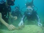 サンゴの植樹体験ダイビング