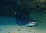 サメ　ネムリブカ